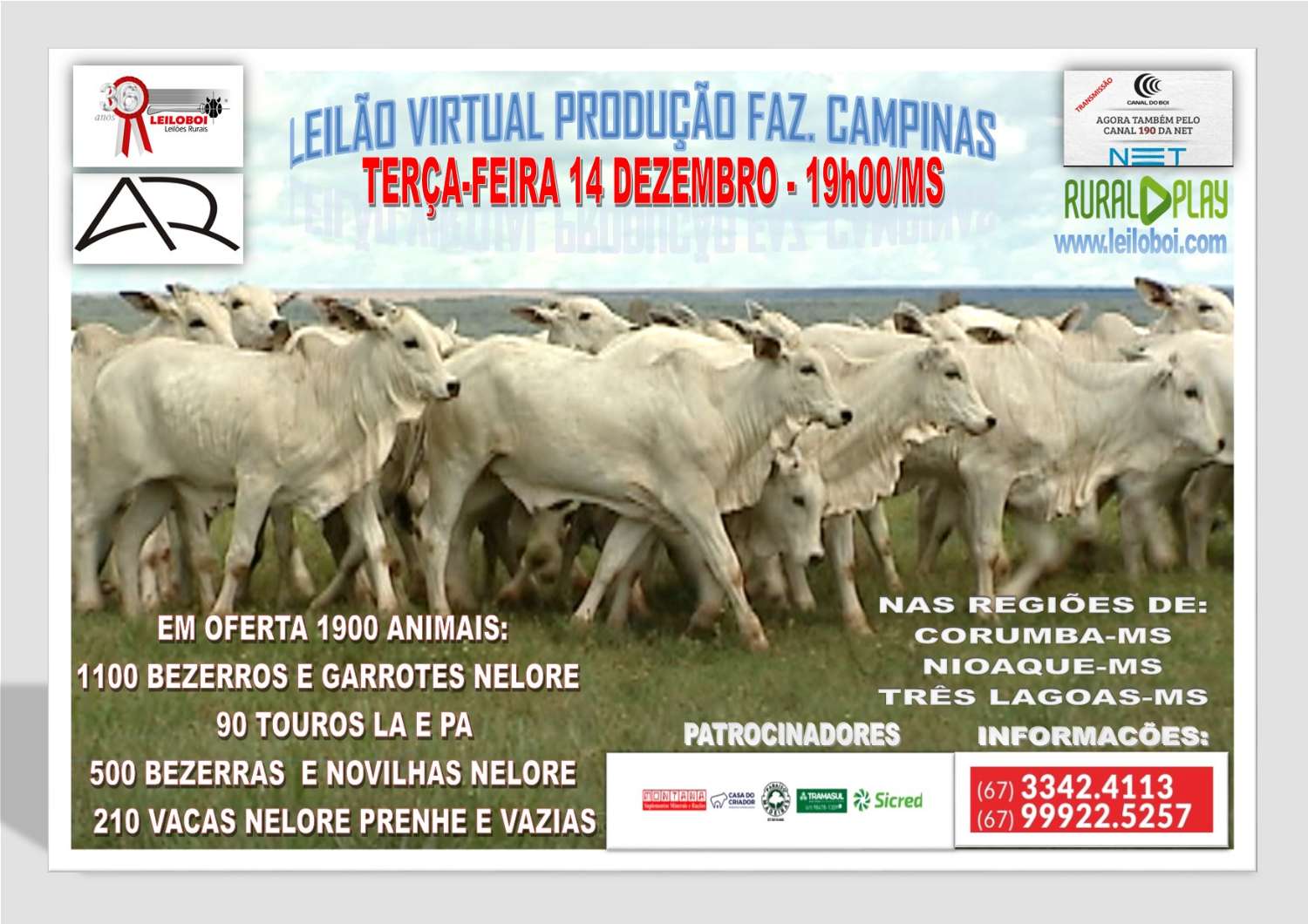 LEILÃO VIRTUAL PRODUÇÃO FAZENDA CAMPINAS