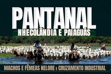 3º LEILÃO VIRTUAL PANTANAL DA NHÊCOLANDIA E PAIAGUÁS 