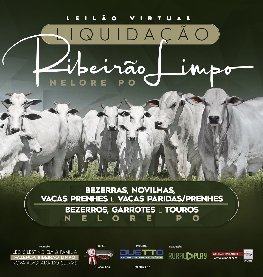 LEILÃO LIQUIDAÇÃO NELORE FAZ. RIBEIRÃO LIMPO