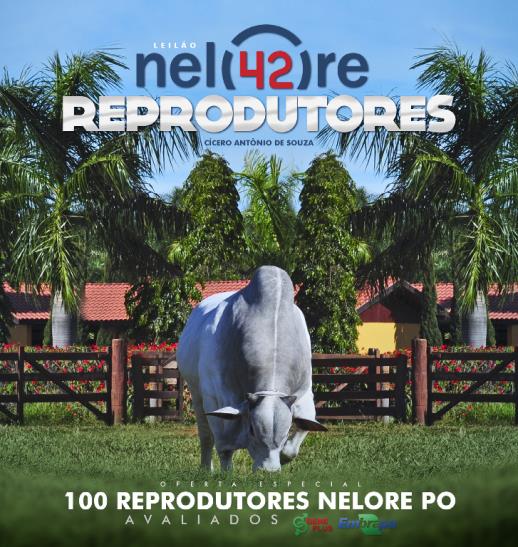 LEILÃO REPRODUTORES NELORE 42