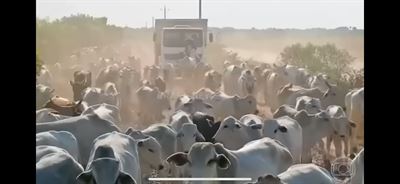 GLOBO RURAL ACOMPANHA AS COMITIVAS QUE VÃO ATÉ O LEILÃO LEILOBOI FAZENDA NOVO HORIZONTE - 1