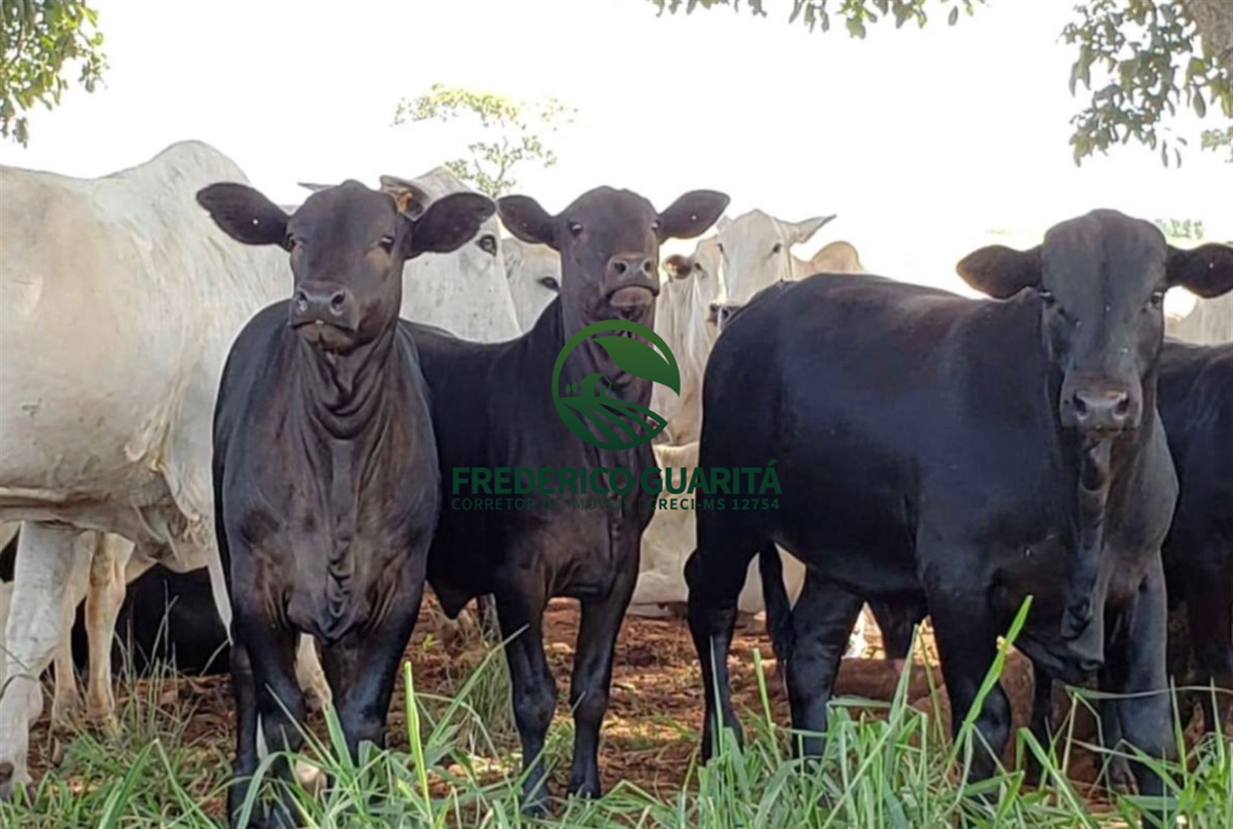 7.453 HECTARES - PANTANAL AQUIDAUANA/MS