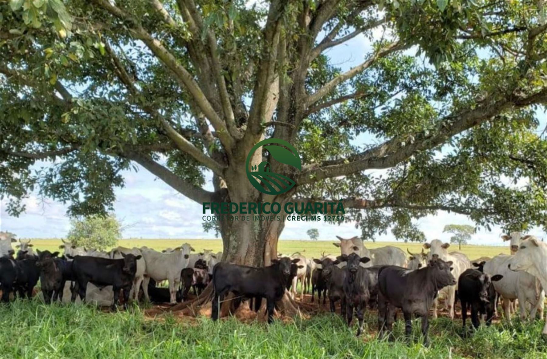 7.453 HECTARES - PANTANAL AQUIDAUANA/MS