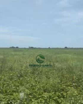 6.000ha BEIRA DO ATERRO, PANTANAL DA NHECOLANDIA/MS